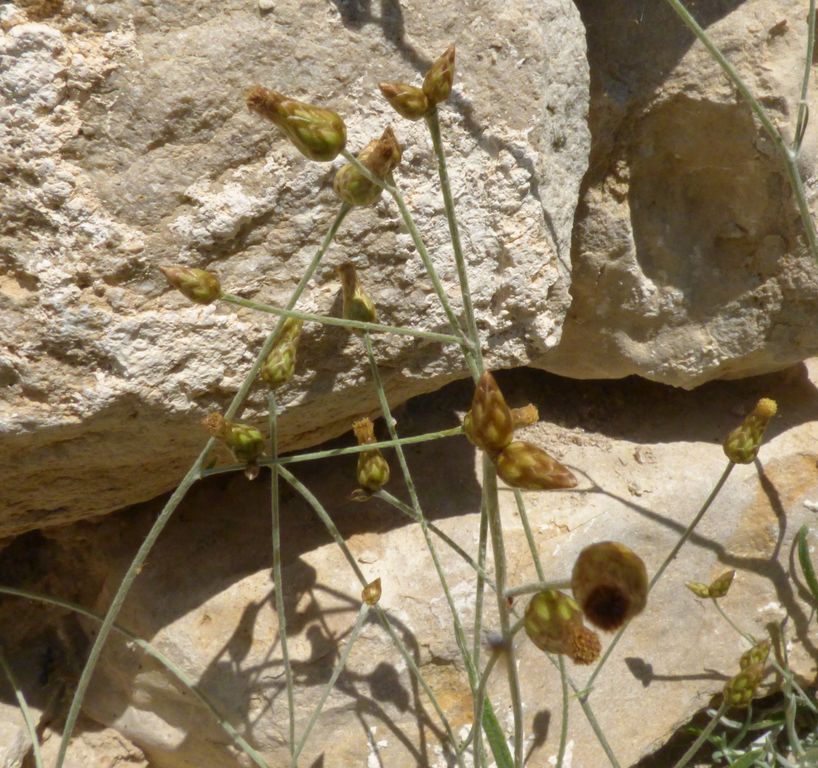Phagnalon sordidum (L.) Reichenb, Coniza sórdida. 2