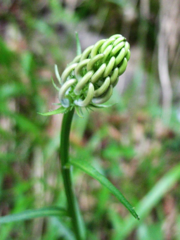 Phyteuma spicatum L. subsp. pyrenaicum, Fiteuma de espiga alargada.