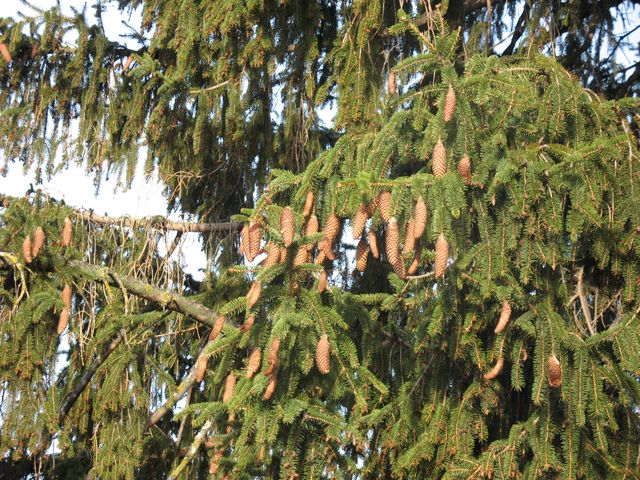 Picea abies (L.) Karst., Abeto rojo, Falso abeto, Pícea de Noruega 5