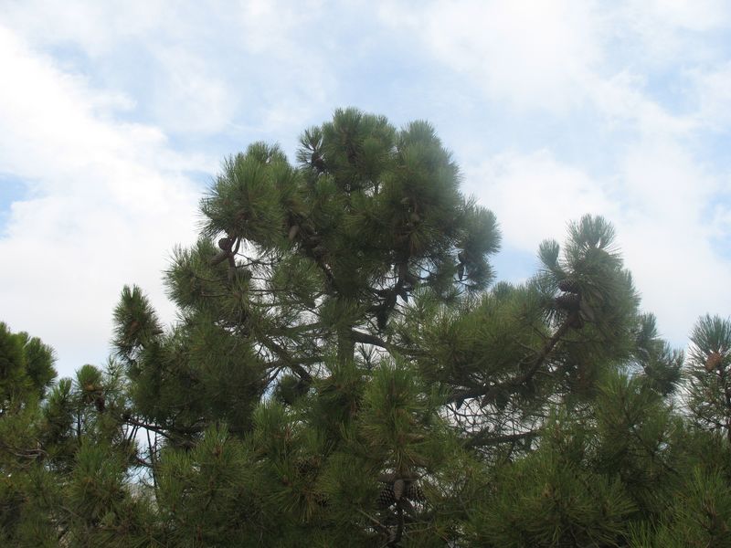 Pinus pinaster Ait., Pino rodeno, Pino marítimo, Pino negral, Pino resinero, Itsas pinua 7