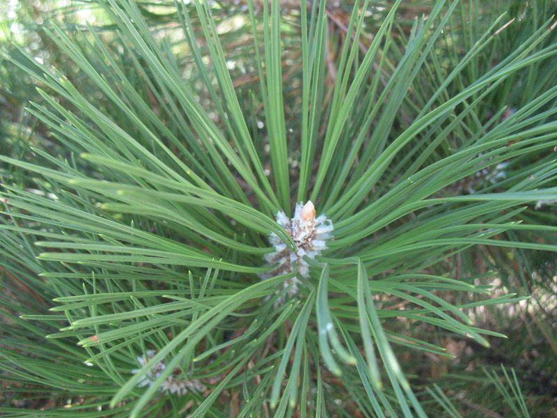 Pinus pinea L., Pino piñonero, Pino doncel, Pino parasol