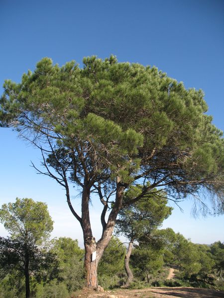 Pinus pinea L., Pino piñonero, Pino doncel, Pino parasol 2