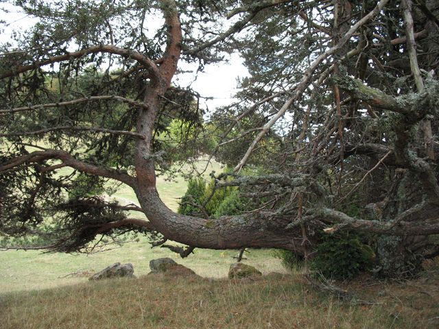 Pinus sylvestris L., Pino silvestre. Pino albar. Pino royo