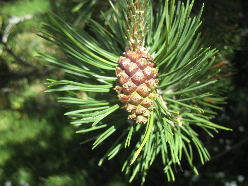 Pinus uncinata Mill., Pino negro de montaña, Mendi-pinua 6