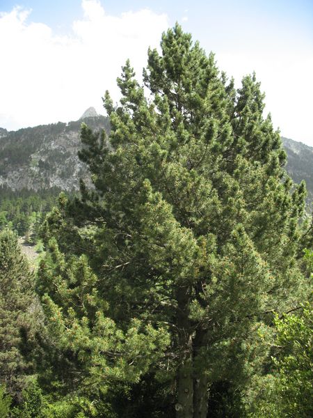 Pinus uncinata Mill., Pino negro de montaña, Mendi-pinua 2