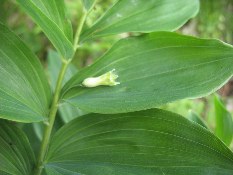 Polygonatum odoratum (Miller) Druce, Polygonatum vulgare Desf.,