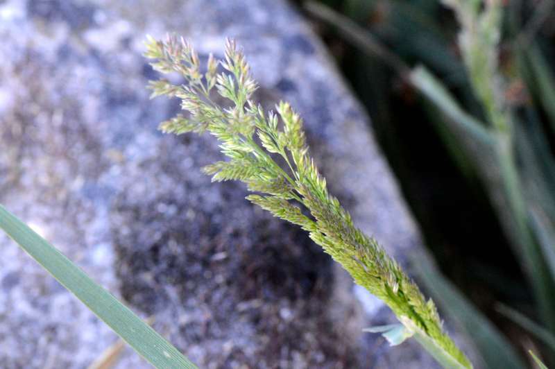 Polypogon viridis 2