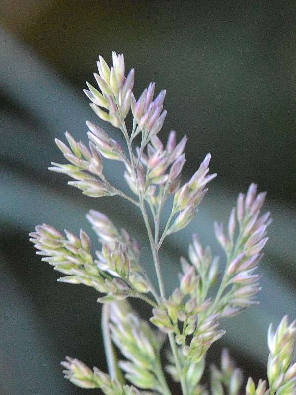 Polypogon viridis 3