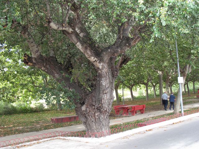 MN nº 17. Populus alba L., Álamo blanco. 7
