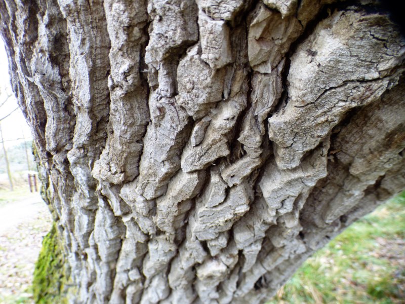 Populus nigra L., Chopo negro, Chopo. CORTEZA.