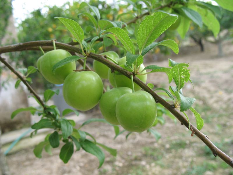 Prunus domestica (L.) B.Boivin, Prunus salicina Lindl. Ciruelo Reina Claudia Verde