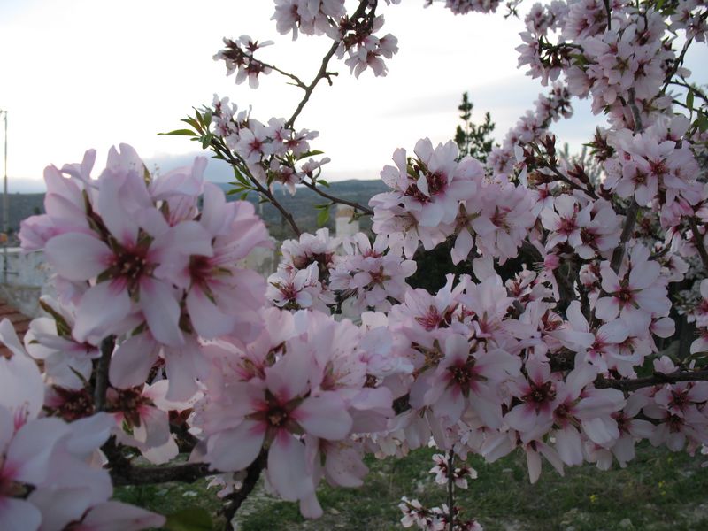 Prunus dulcis L., Almendro
