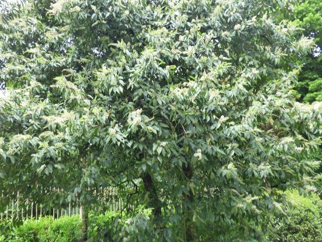 Prunus lusitanica L., Laurocerasus de Portugal, Loro. 2