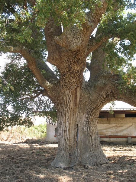 MN nº 41 Quercus faginea Lam., Quejigo, Rebollo, Roble carrasqueño, Carvallo, Carballo 2