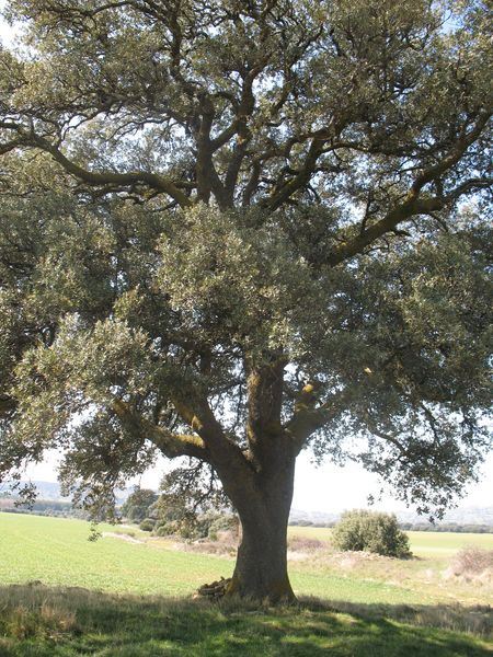 MN nº 44. Quercus ilex subsp. ballota (Desf.) Samp., Encinas de Oloriz 6