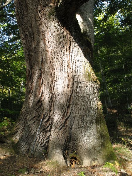 MN nº 47. Quercus petraea (Matt.) Liebl., Roble, Roble albar, Aritza,