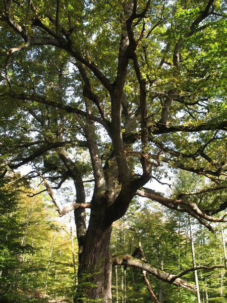 MN nº 47. Quercus petraea (Matt.) Liebl., Roble, Roble albar, Aritza, 3