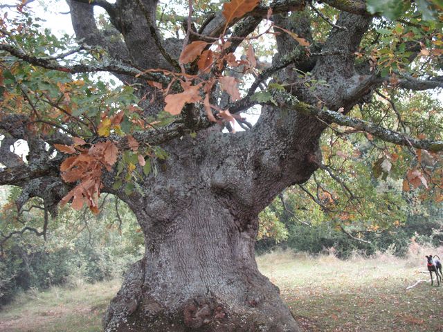 MN nº 42.  Quercus pubescens Wild. = Quercus humilis Mill. Roble de Etxagüe 2