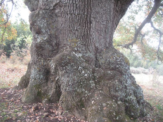 MN nº 42.  Quercus pubescens Wild. = Quercus humilis Mill. Roble de Etxagüe 5