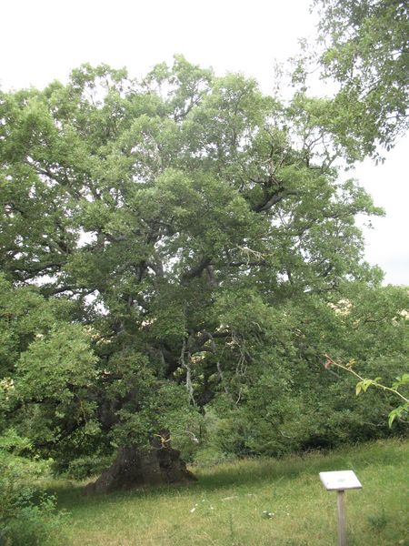 MN nº 42, Quercus humilis Mill., o Quercus pubescens Wild. 2