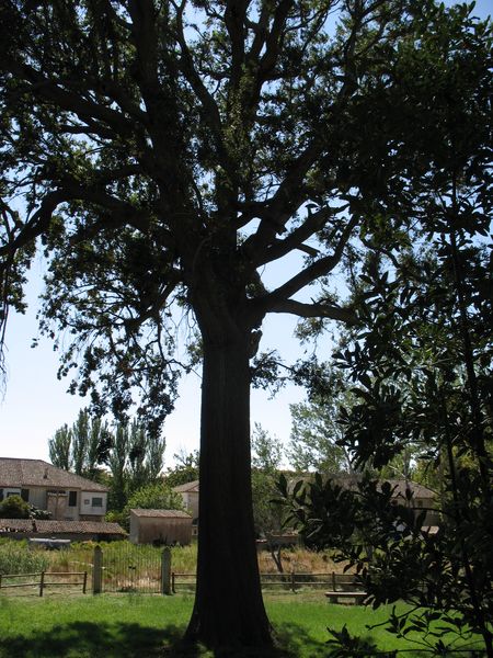 Monumento Natural nº 11. Quercus robur L., Roble pedunculado. EL BOCAL, Fontellas