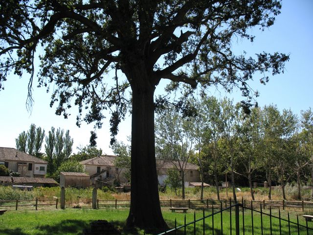 Monumento Natural nº 11. Quercus robur L., Roble pedunculado. EL BOCAL, Fontellas 2