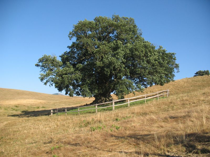 Monumento Natural nº 43. Quercus robur L., Roble pedunculado. Orkín