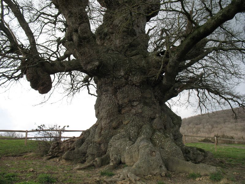 Monumento Natural nº 43. Quercus robur L., Roble pedunculado. Orkín 2
