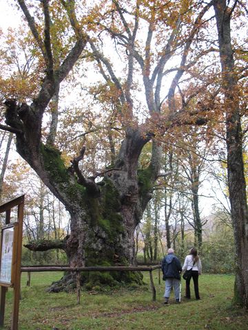 Monumento Natural nº 9. Quercus robur L., Roble pedunculado. Jauntsarats ll 2