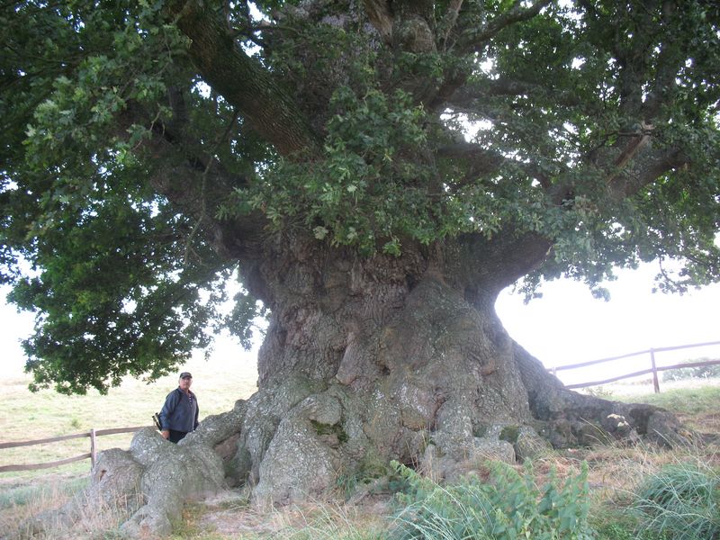 Monumento Natural nº 43. Quercus robur L., Roble pedunculado. Orkín
