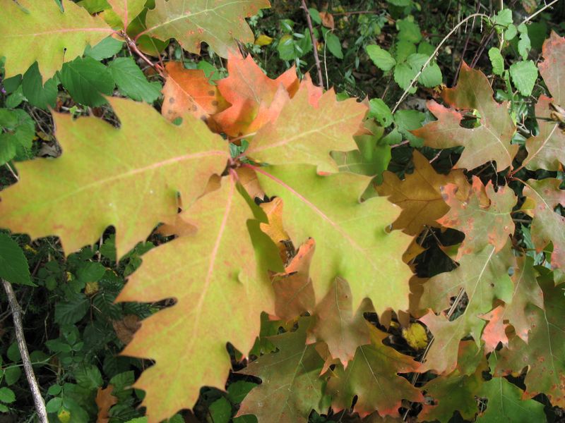 Quercus rubra L., Roble americano 3