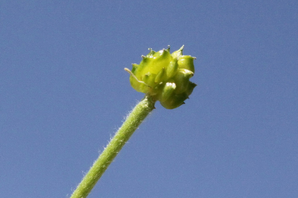 Ranunculus carinthiacus Botón de oro Edaskia 5