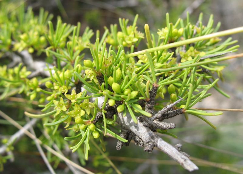 Rhamnus lycioides L., Espino negro