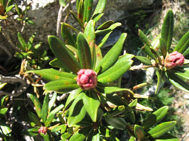 Rhododendron ferrugineum L., Rododendro, Azalea de montaña 3