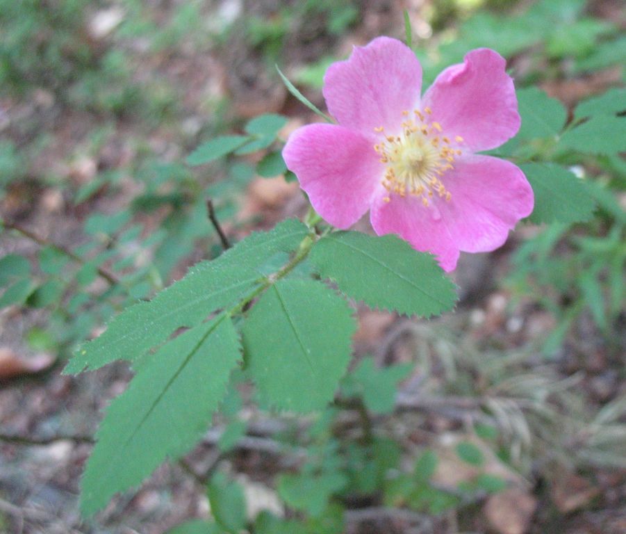 Rosa pendulina L., Rosal alpino. 2