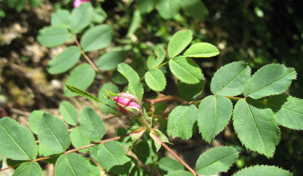 Rosa pendulina L., Rosal alpino. 3