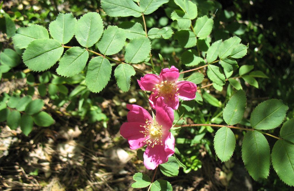 Rosa pendulina L., Rosal alpino. 4