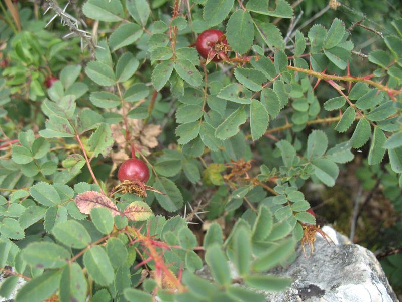 Rosa pimpinellifolia L. var. pimpinellifolia, Rosa spinosissima subsp. pimpinellifolia (L.) C. 3