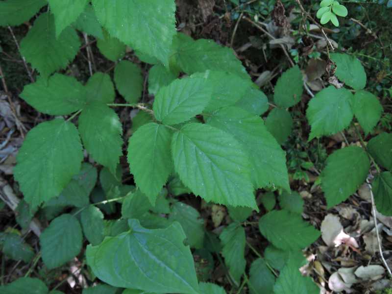 Rubus castroviejoi 2