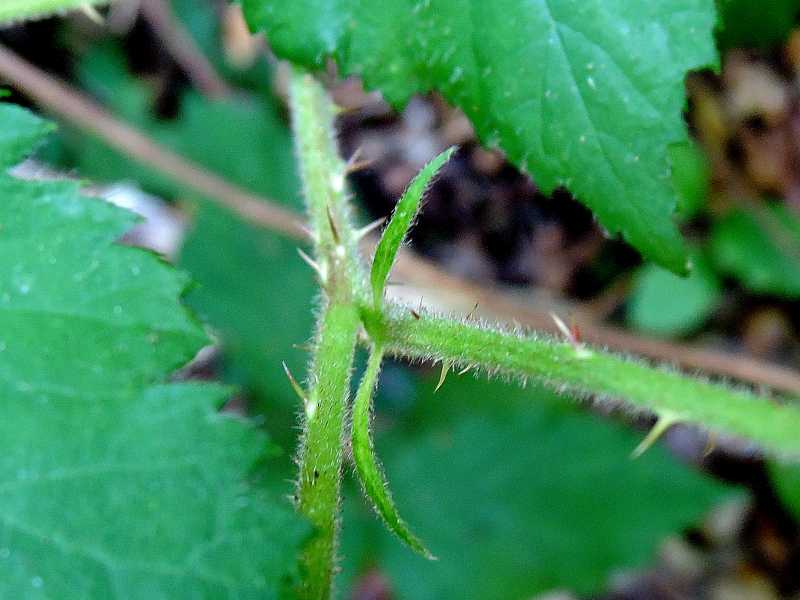 Rubus castroviejoi 3