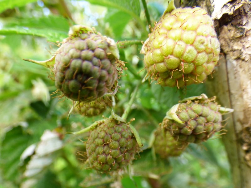 Rubus idaeus L., Frambuesa. 2