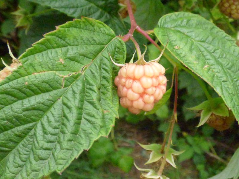 Rubus idaeus L., Frambuesa 2