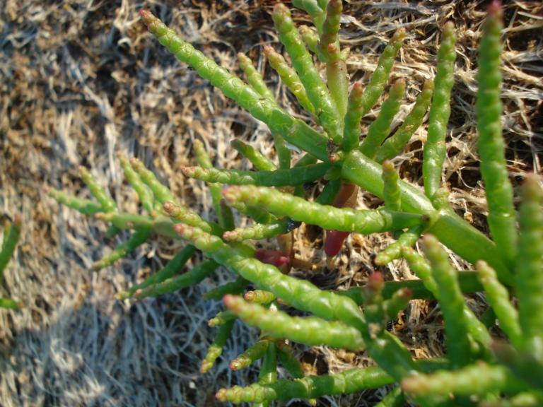 Salicornia ramosissima 2