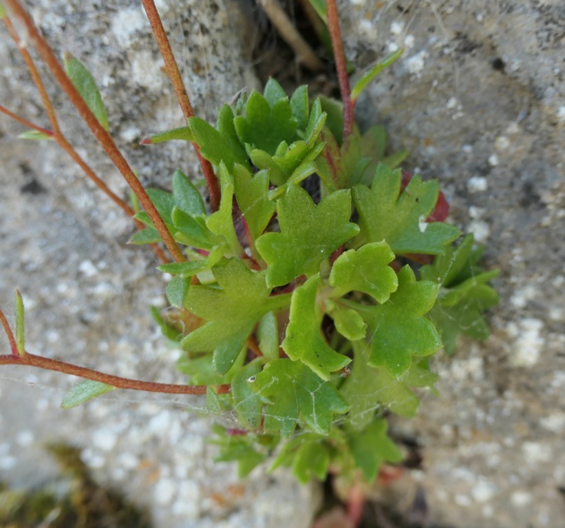 Saxifraga cuneata Willd. 2