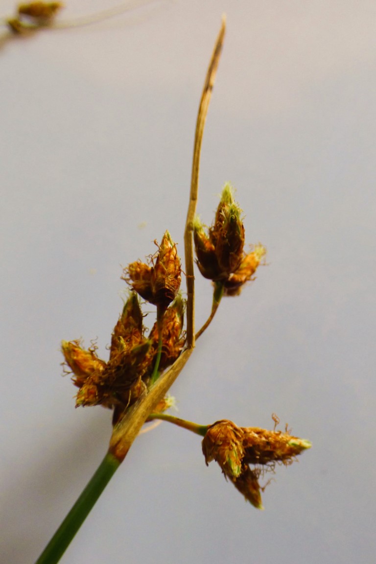 Schoenoplectus lacustris (L.) Palla, Scirpus lacustris L. 3