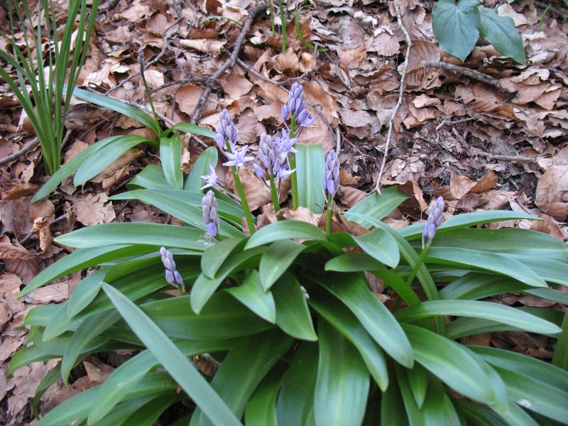 Scilla lilio-hyacinthus L., Escilla pirenaica 7
