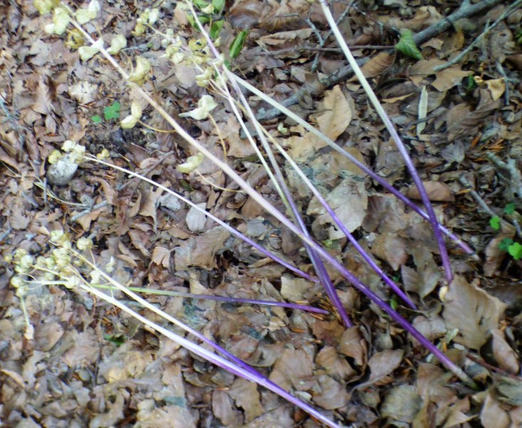 Scilla lilio-hyacinthus L., Escilla pirenaica. CÁPSULAS VACÍAS.