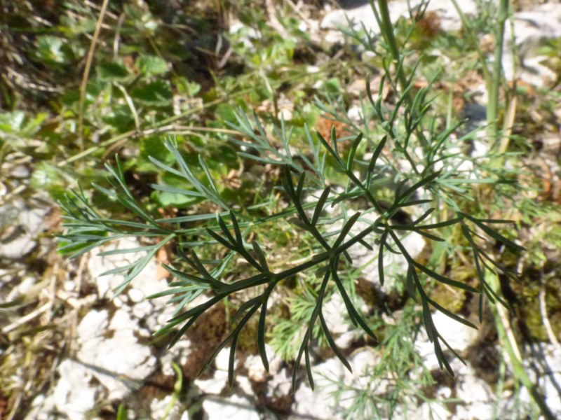 Seseli montanum subsp. montanum. 3