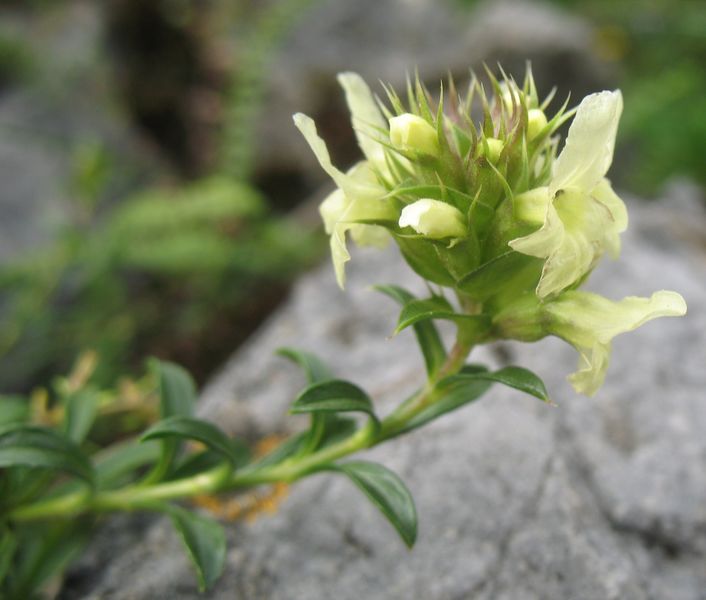 Sideritis hyssopifolia L., Té de montaña