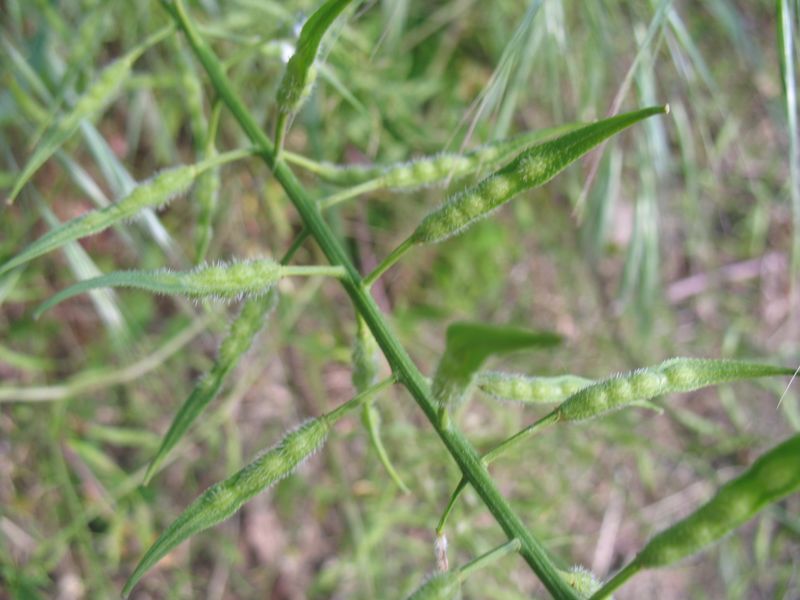 Sinapis alba L., Brassica alba, Brassica hirta, Mostaza amarilla.